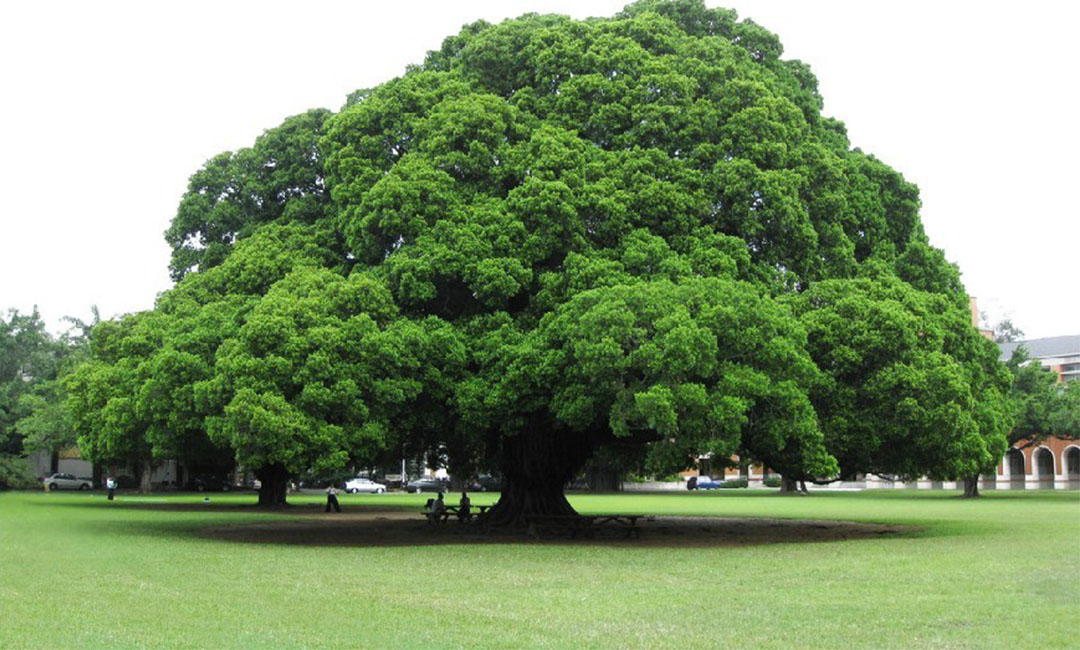 长治金榕树服务号代运营案例